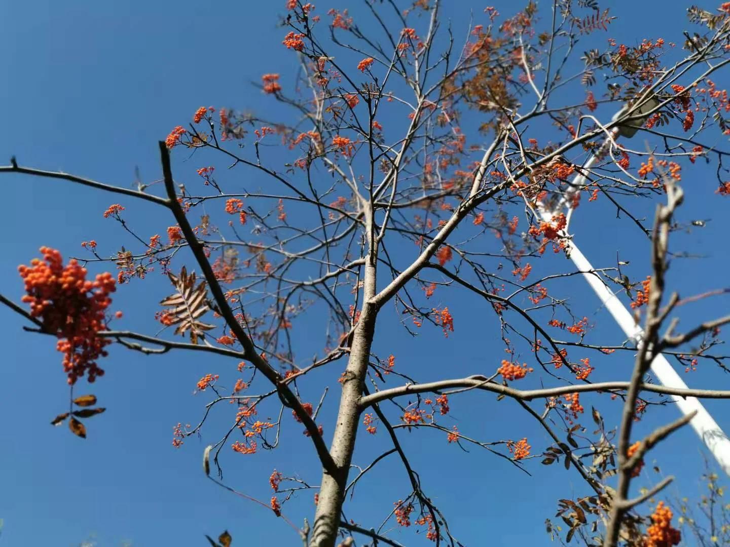 古朗月行李白的诗意是什么,李白的古朗月行在哪儿写的
