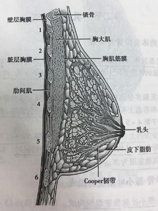 爱助她①丨对于乳腺增生,中医有什么好办法?