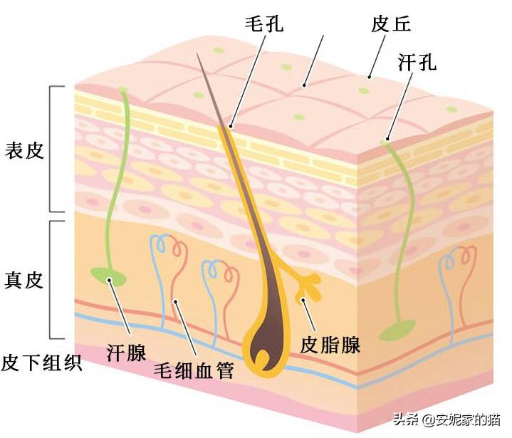 皮肤医生教你缩小毛孔,挤过的毛孔可以缩小吗
