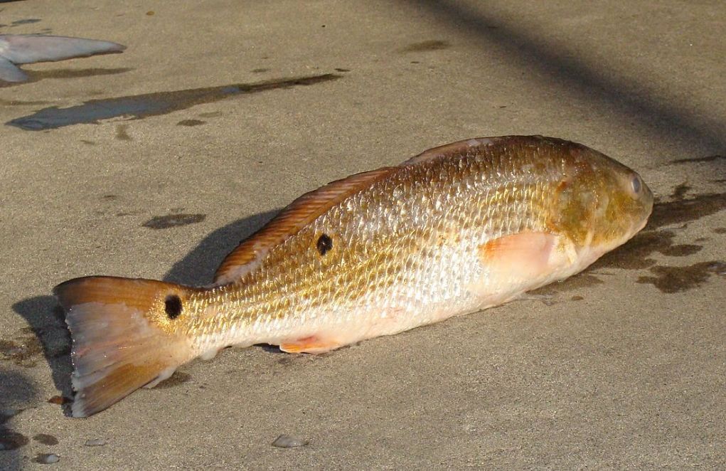 在中国被吃到灭绝的物种,被美国吃绝种的野生动物