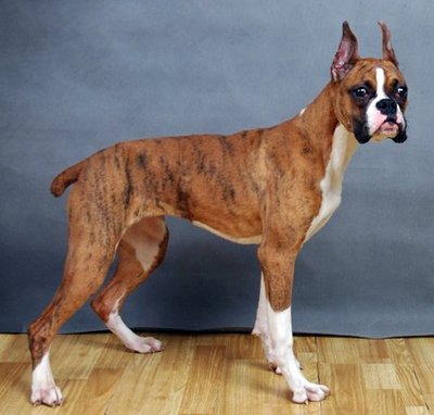 世界上一百种狗的图片,世界十种名贵狗