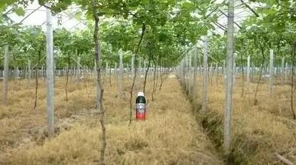 禁用的除草剂,除草剂为什么不能用了