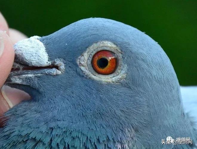 冠军孵化器——福雷迪和雅克.范希兄弟鸽舍