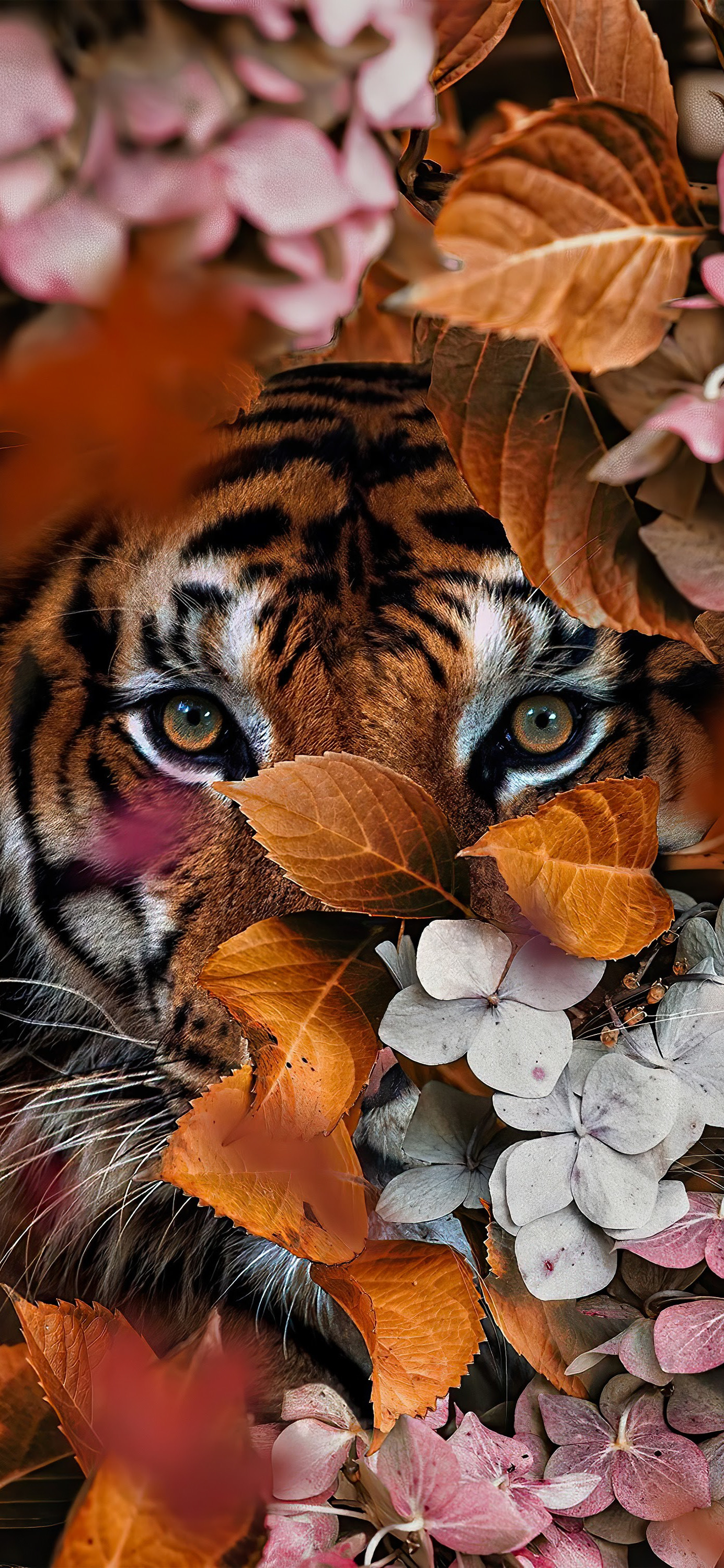 花鸟壁纸动物壁纸,动物壁纸高清手机壁纸