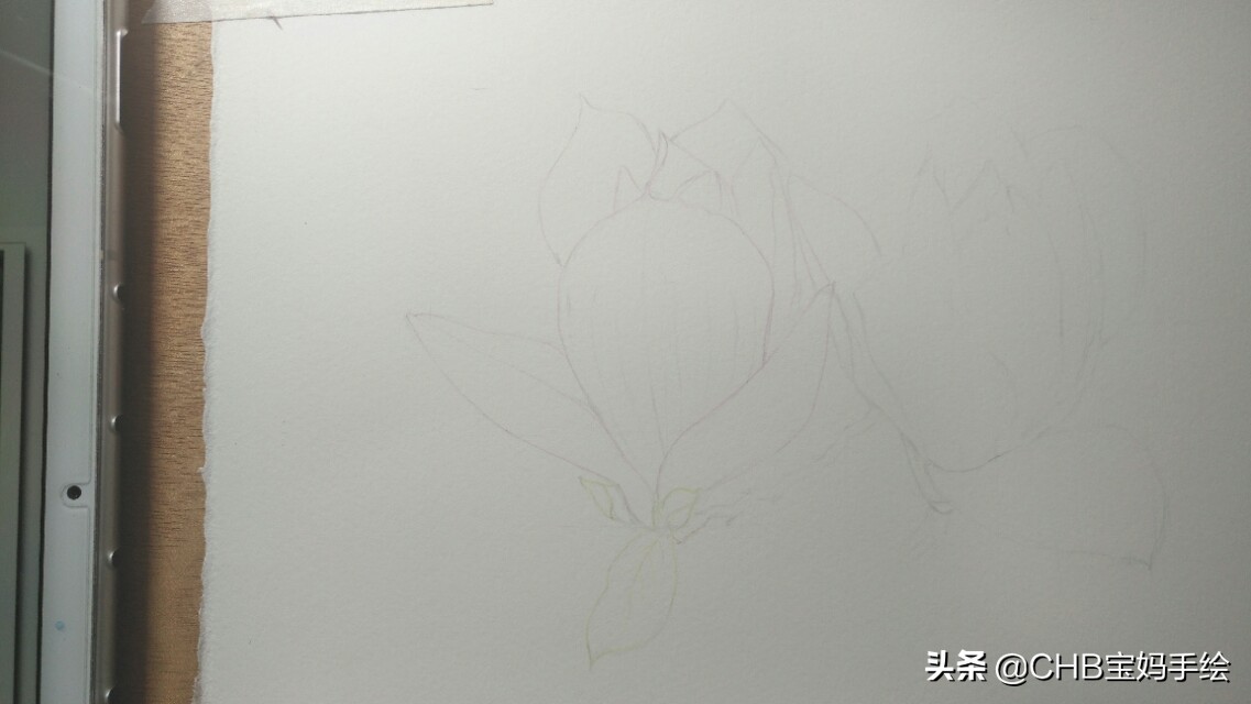 玉兰彩铅画教程图解,零基础彩铅画入门教程桃花