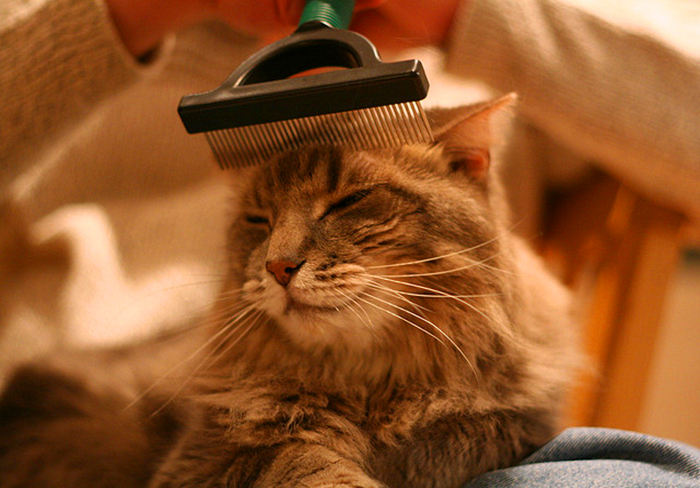 猫静电吸灰小妙招,冬天撸猫有静电怎么办