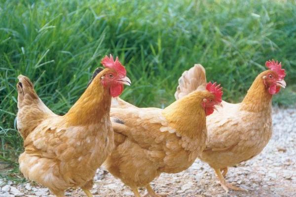 鸡下痢用什么药,鸡下痢是什么症状