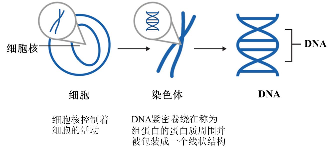 金斯瑞基因治疗发展,金斯瑞生物科技的未来