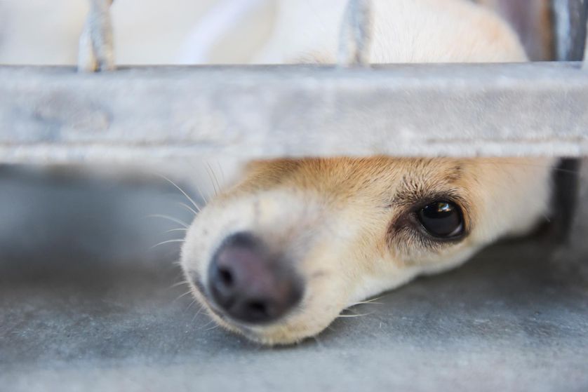 狗能分清猫和自己不一样吗,怎么分辨狗是睡觉了还是死了