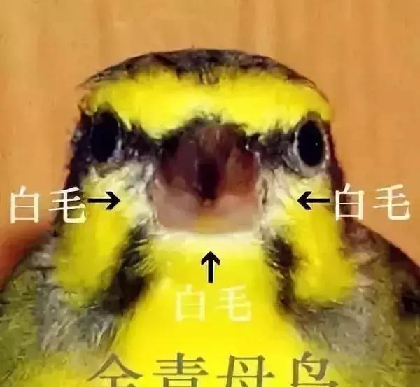 金青和韩立,金青的繁育