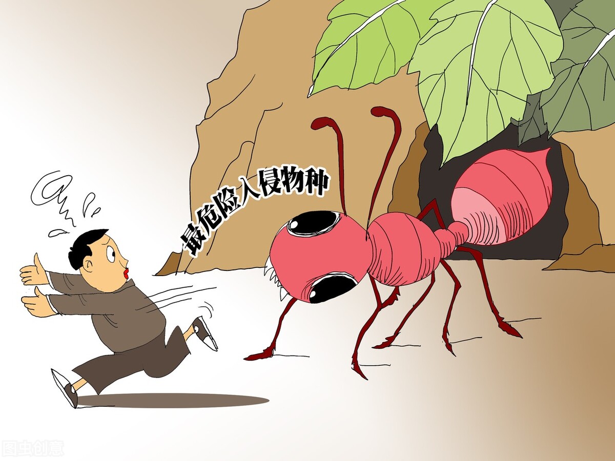 红火蚁入侵致多少人死,红火蚁伤人死亡新闻报道