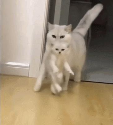 好不容易养大的猫被猪拱了,猫为什么喜欢被猪拱