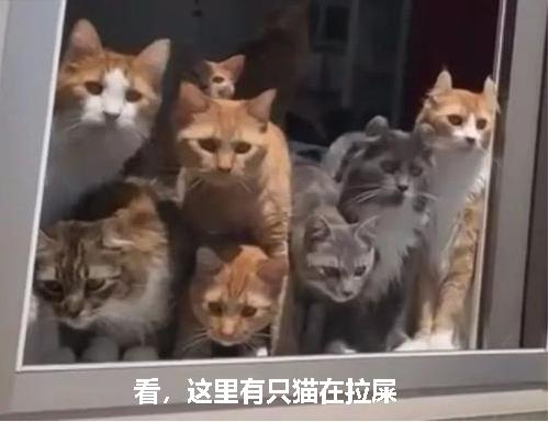 猫咪乱尿怎么除臭,猫咪往床上尿尿了买什么除臭