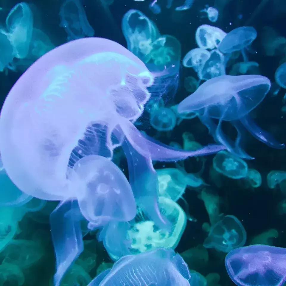 北京南锣鼓巷东一公里打卡地,北京南锣鼓巷旅游攻略必玩的景点