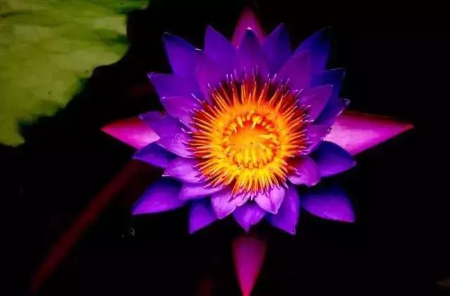 那些天价的植物,十大最值钱的植物