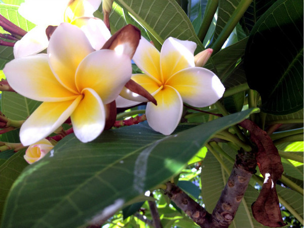 三亚自由行旅游攻略超详细哦,三亚旅游自由行全攻略