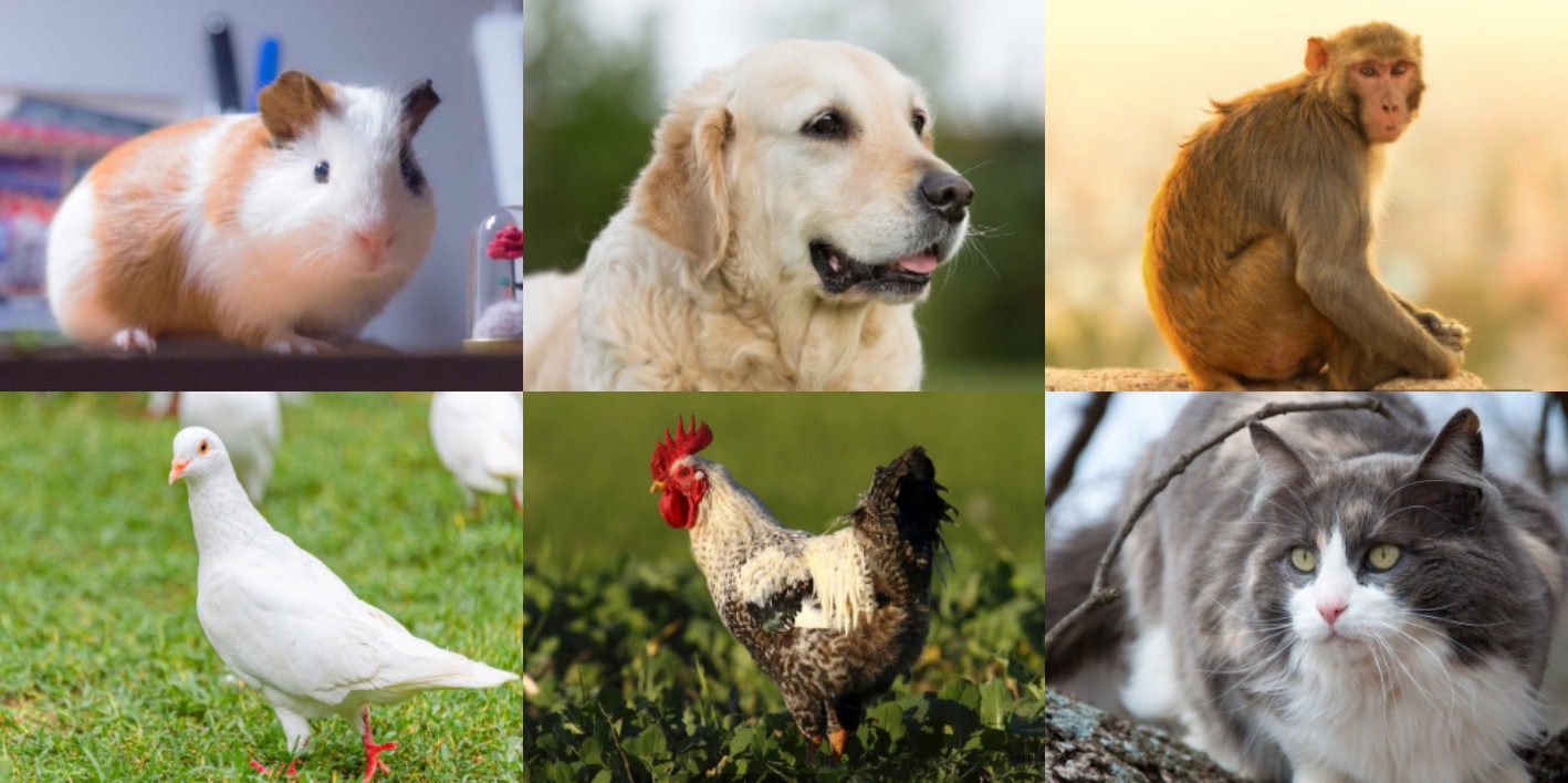 疫苗的由来儿童故事,疫苗故事