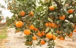 柑橘新优优缺点,设施柑橘新品种优缺点