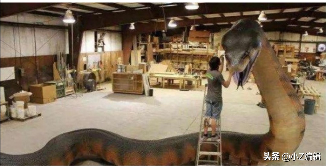 史上最大的蟒蛇是什么蟒蛇,最厉害的千年巨蟒是什么蟒蛇