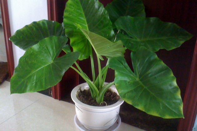 滴水观音的叶子发黄怎么办,滴水观音叶子发黄怎么处理