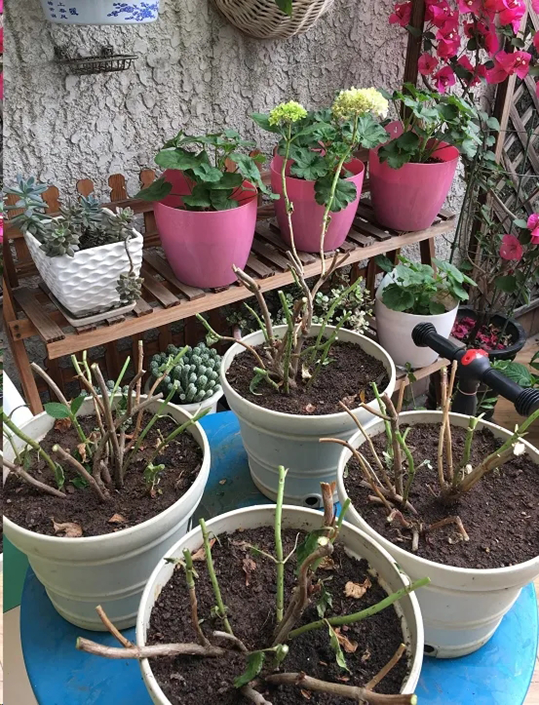 绣球盆土还湿为什么花却蔫了,绣球闷根护心土少了还能活吗