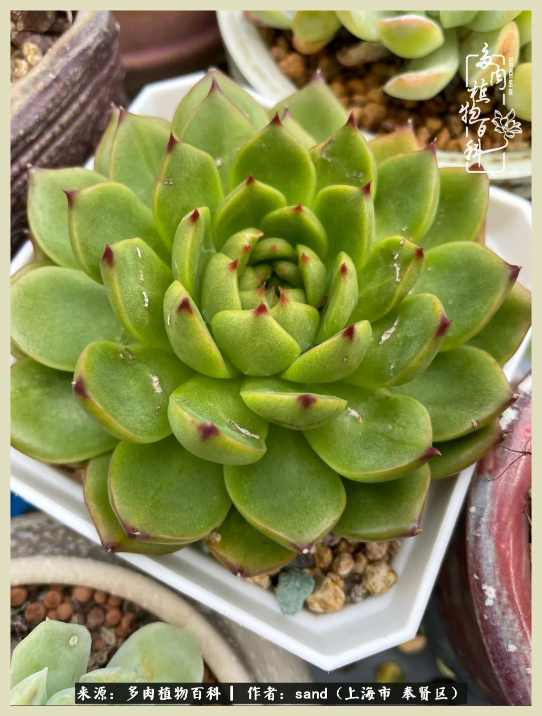 多肉垂落下去该怎么办,多肉在三伏天怎么度夏