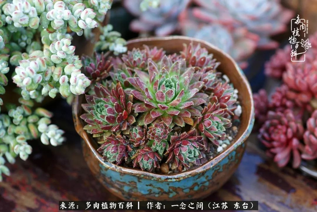 对多肉植物的爱心寄语,赏兰花感言