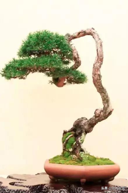 文人树盆景，宣泄一种情绪，吐露一种幽愤