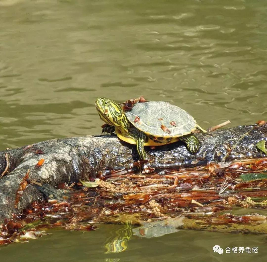 龟浮水的原因和治疗方法,治乌龟浮水最佳方法