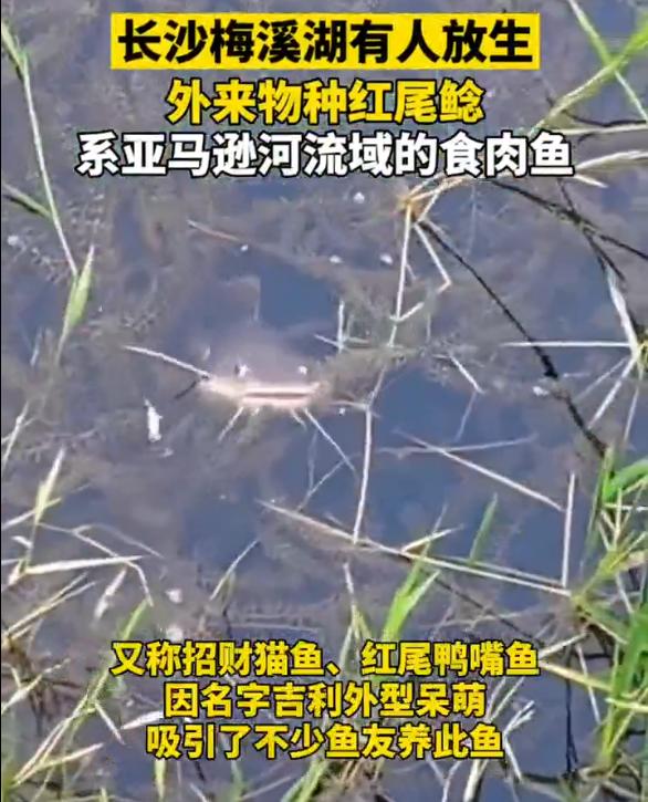 放生鲶鱼违法嘛,长沙市梅溪湖放生