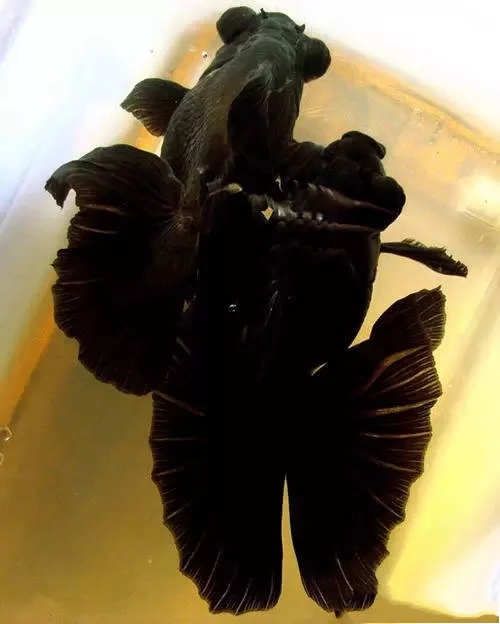 中国国粹金鱼介绍,中国国粹金鱼好养吗