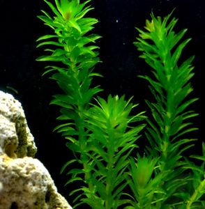 姘寸敓妞嶇墿鑺卞崏,鏅姘寸敓缁挎