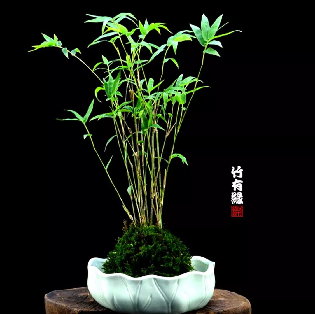 《竹子浇水宝典》竹子浇水是门大学问！