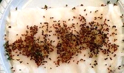 高温天气芹菜种子如何催芽,芹菜种子怎样催芽最快