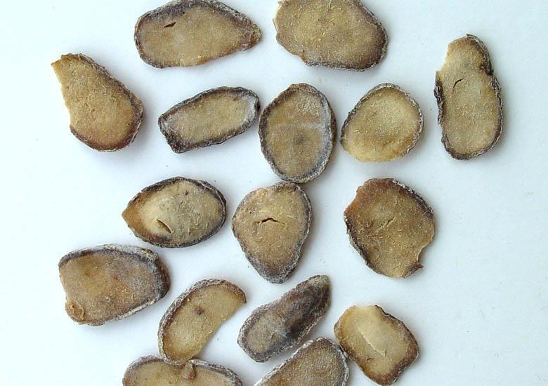 生附子古今用法,附子古今用量变化浅析