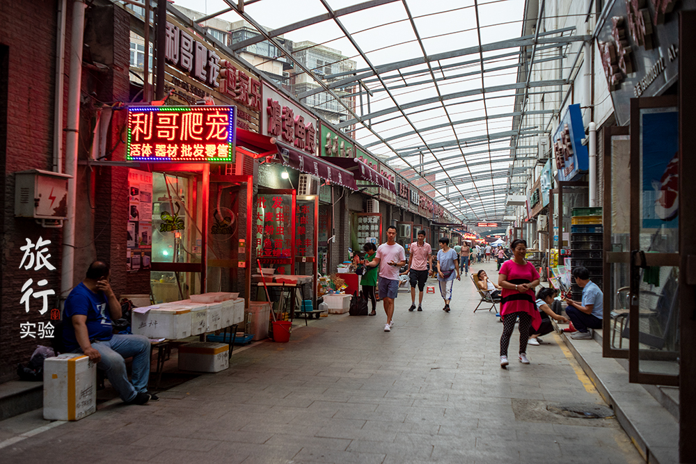 一周一次的宠物市场,天津适合带宠物去游玩的地方