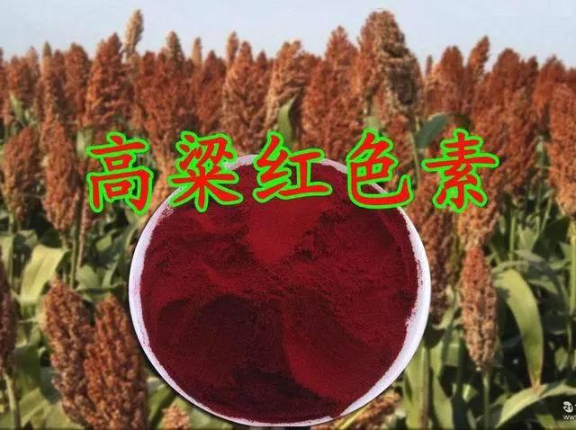 高粱全世界都有吗,高粱为何如今在中国很少见了