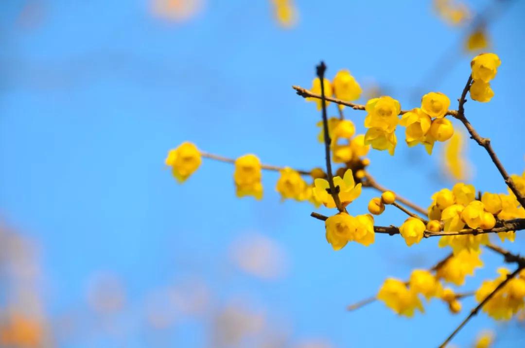腊梅怒放,蜡梅始盛开暗香扑面来
