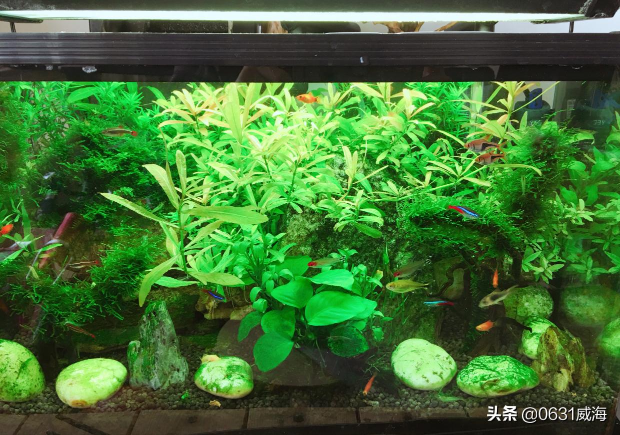 水草腐烂,水草腐烂了怎么补救