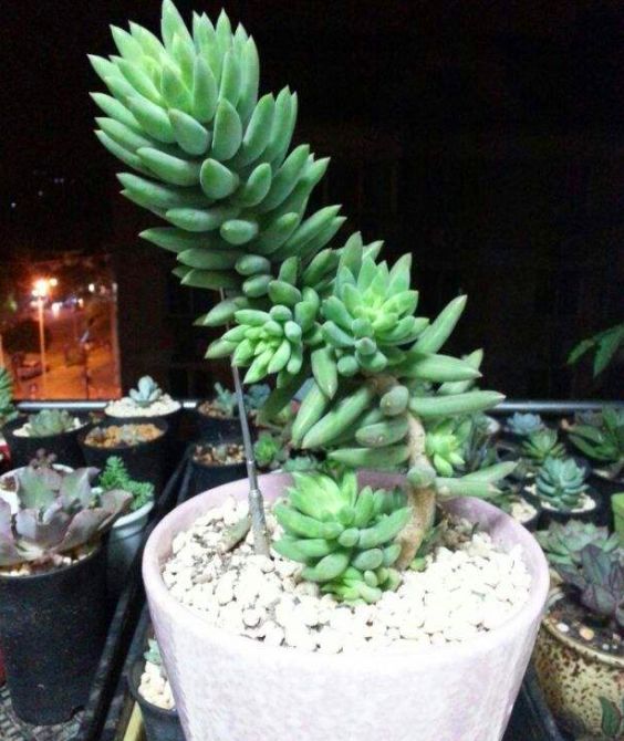 千佛手需要勤浇水吗怎么养,多肉千佛手怎样快速爆盆