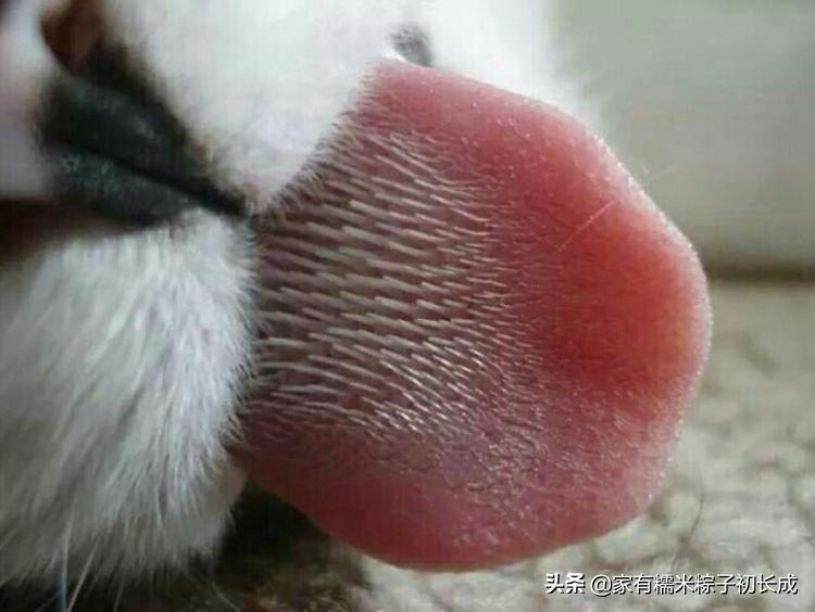 接触宠物感染,怎么防止宠物感染病毒