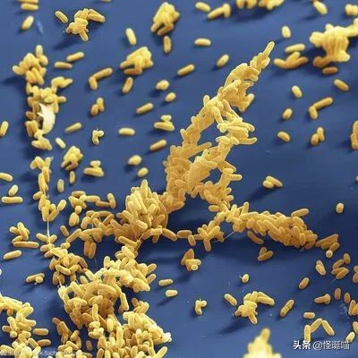 脑壳疼，薯片掉地上到底还能不能吃？