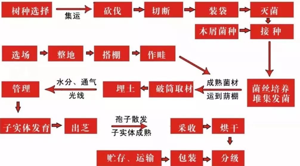 余胜：潜心深耕灵芝20多年