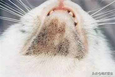 猫咪下巴长了黑头？千万别去抠，那是猫咪患上了毛囊炎的症状