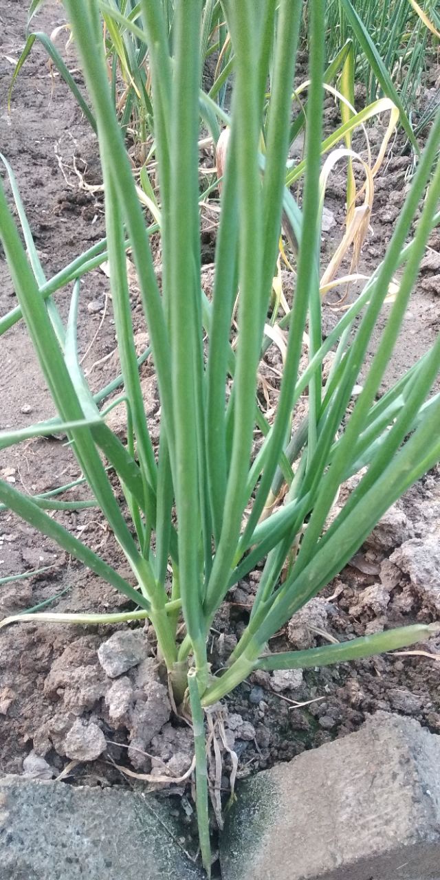 园子里的菜都有什么,园子里的菜