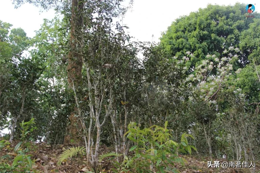 重走茶马古道,重走茶马古道的感觉