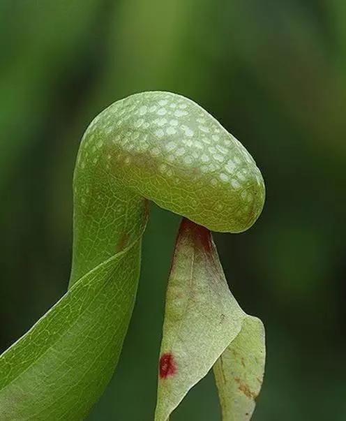 世界上有多少种花朵罕见 (最罕见的十大花朵排行榜)