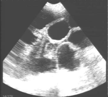 母猪产前产后精细化管理,母猪精细化饲喂