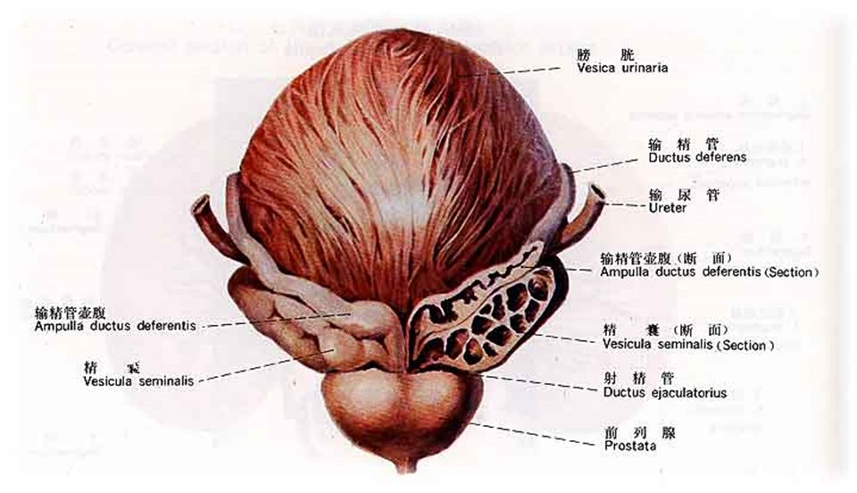 泌尿系统解剖讲解视频,泌尿系统肾脏解剖图谱