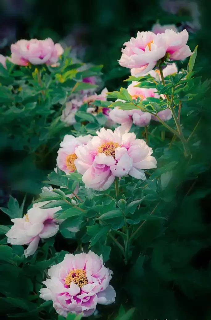 中国河南省,中国河南最吓人的暴雨视频